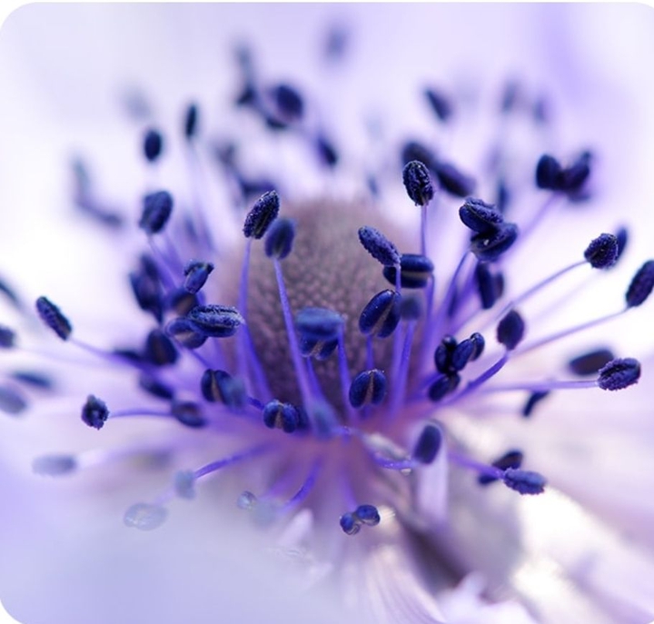 macro