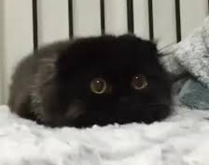 I am not a toy!