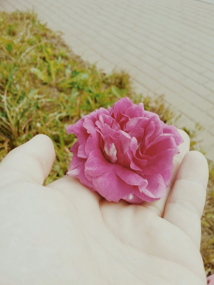 rose