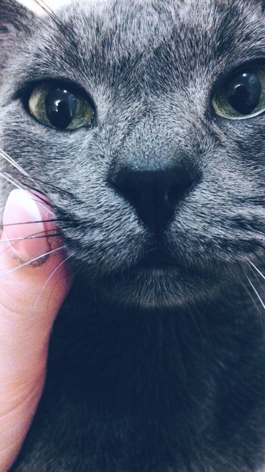 cate