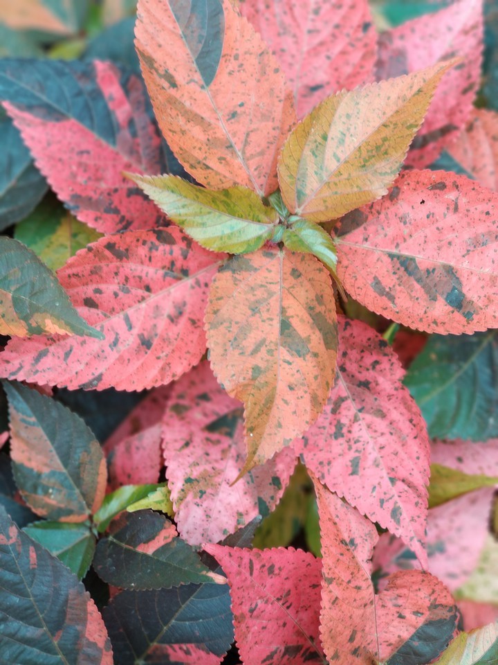 LEAFS