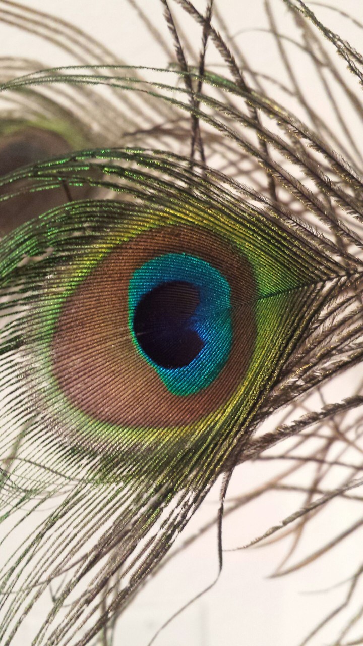 Peacock Feather