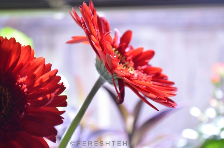 Flower Spring