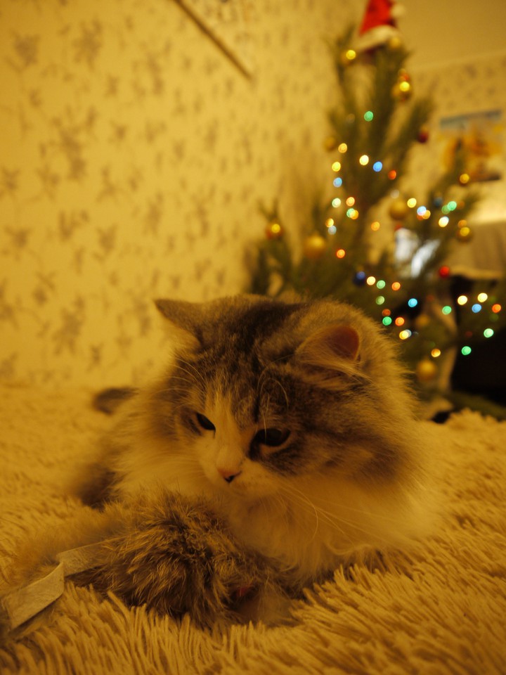 cat