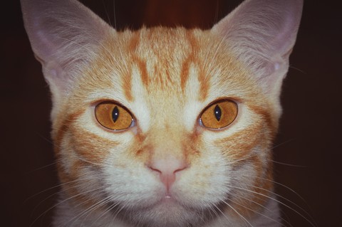 Kurly
