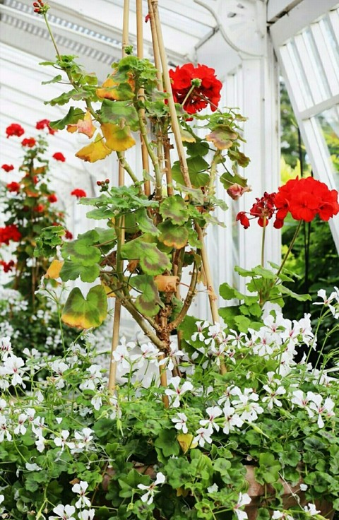 tapety plant, flower