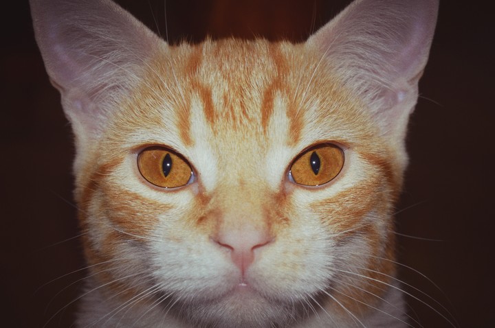 Kurly