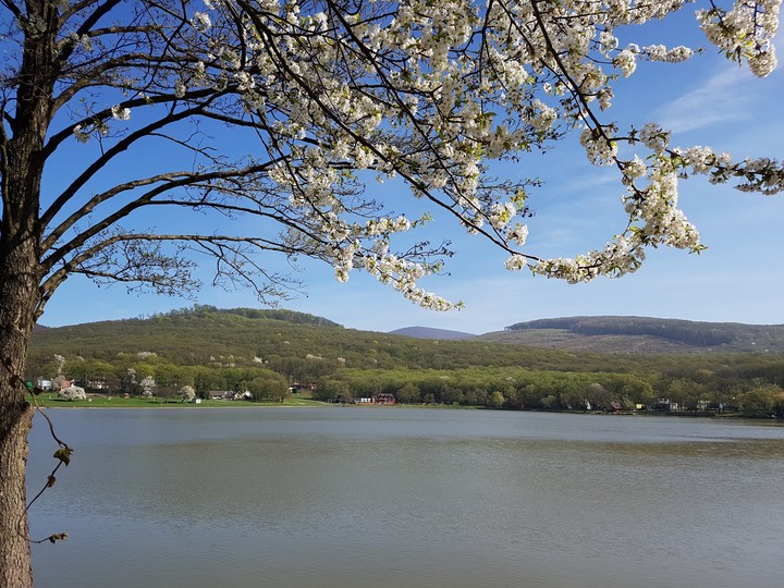 lake and Flowers