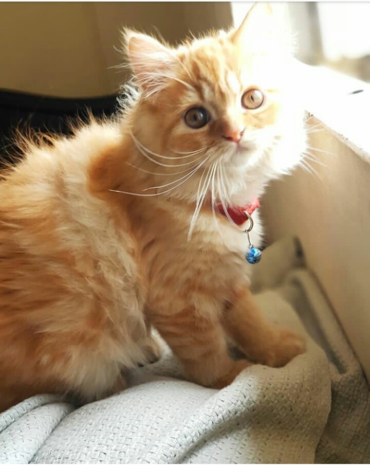 cutie cat
