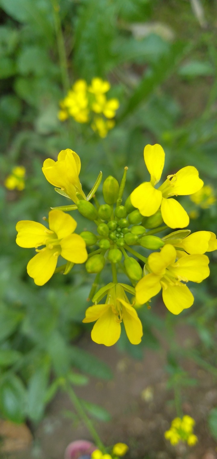 Mustard flower....