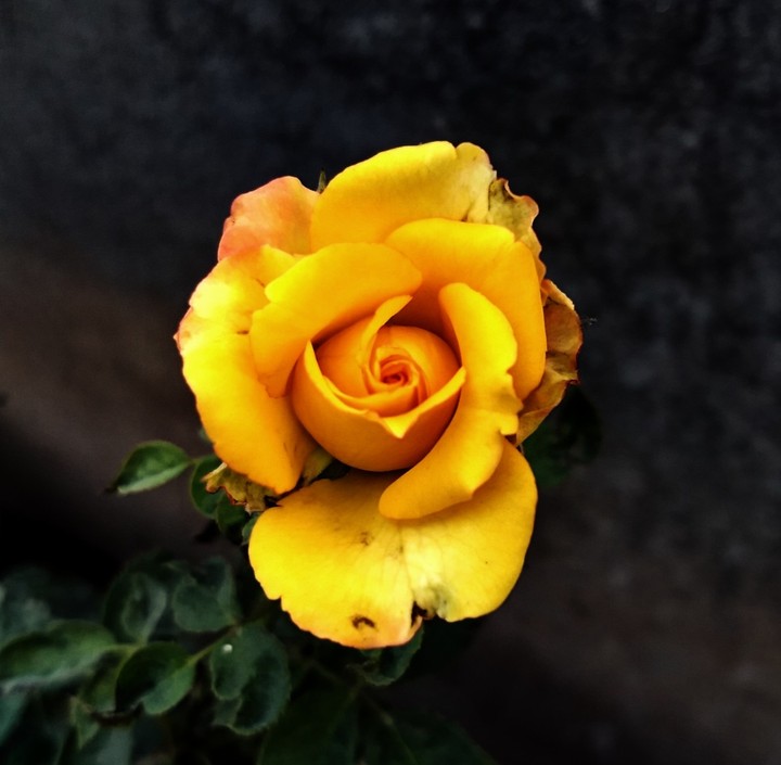 Love Yellow