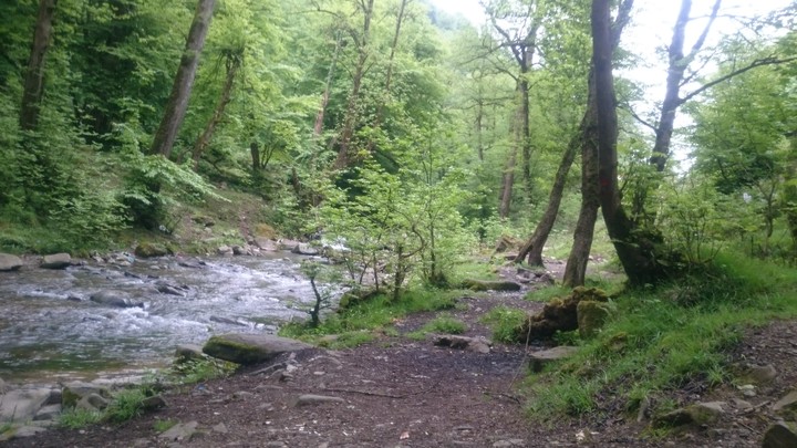 River and trees