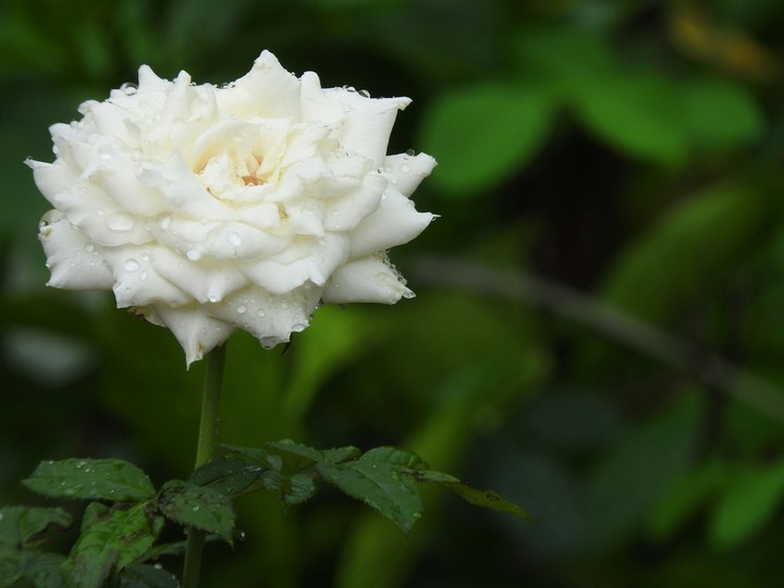 White Rose