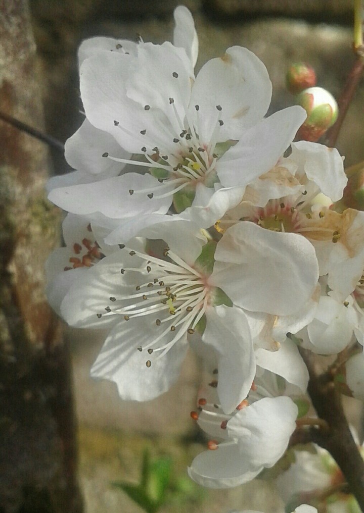 spring will come soon