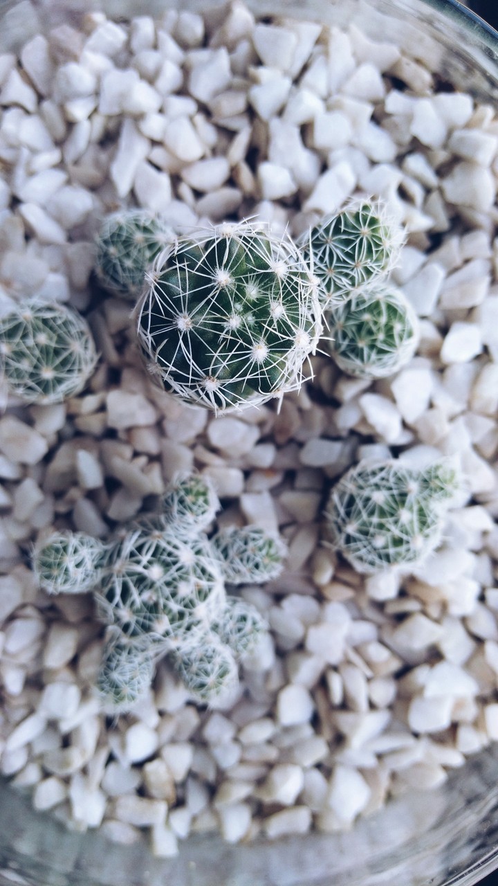 home's cactus