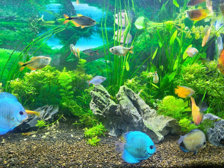 Color Fishs