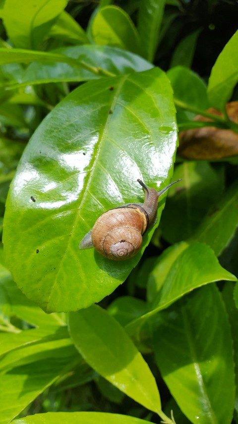 leaf