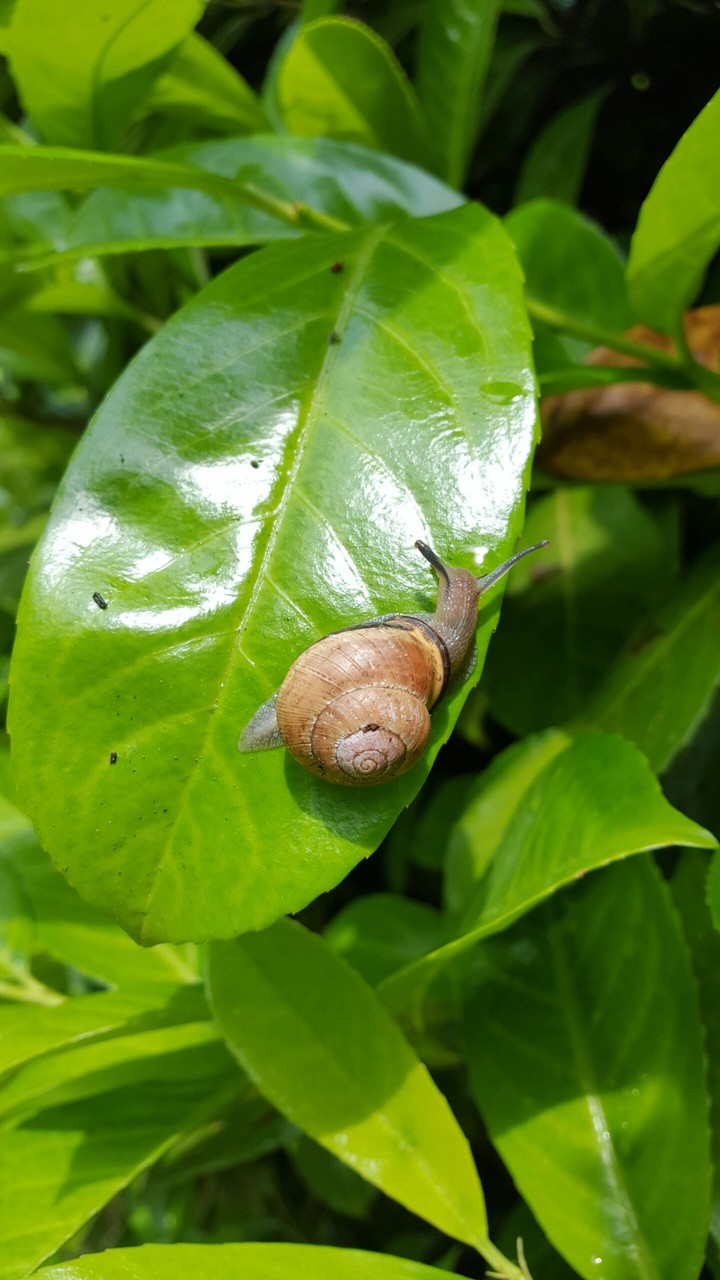 leaf