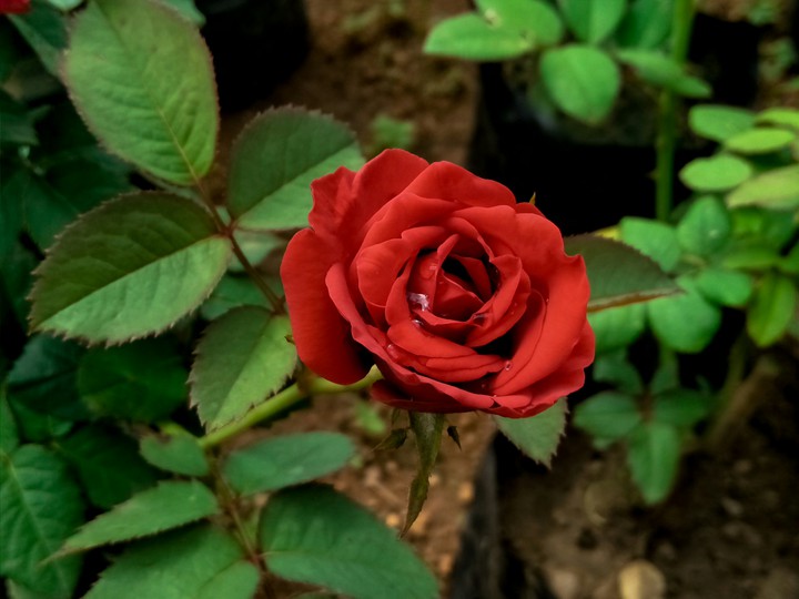 red beauty rose