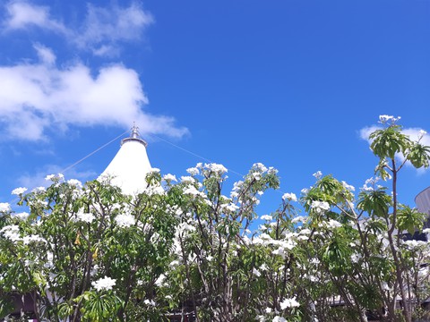 shrub, cloud wallpapers