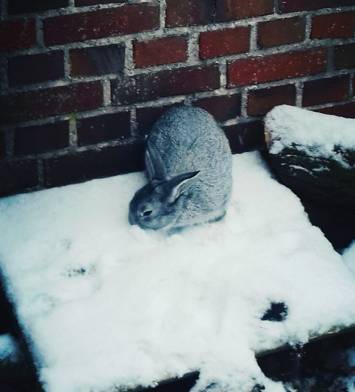 # my lovely rabbit #hungry
