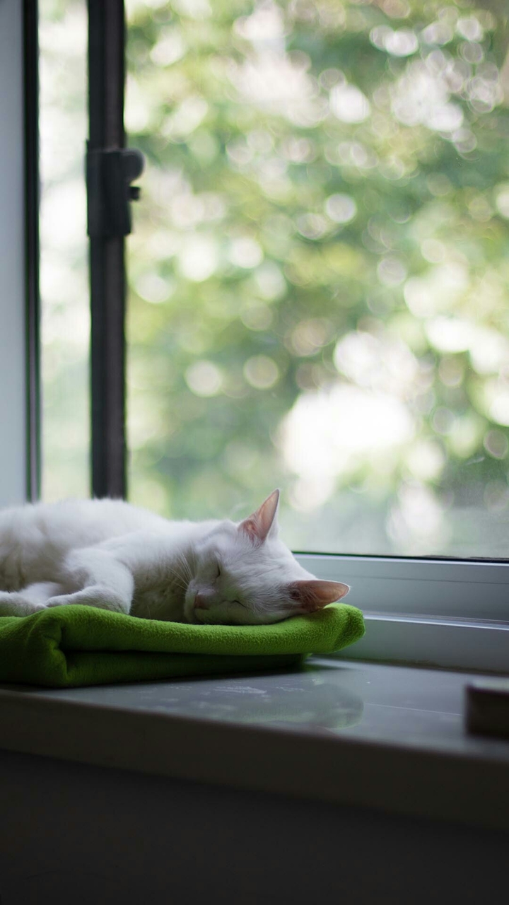 Sleepy Cat