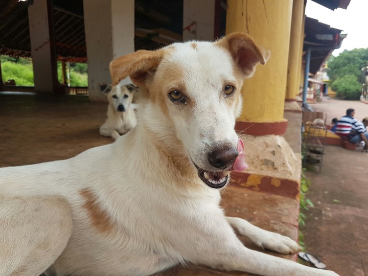 dog tong