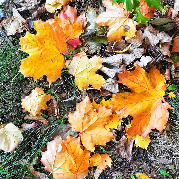 autumn