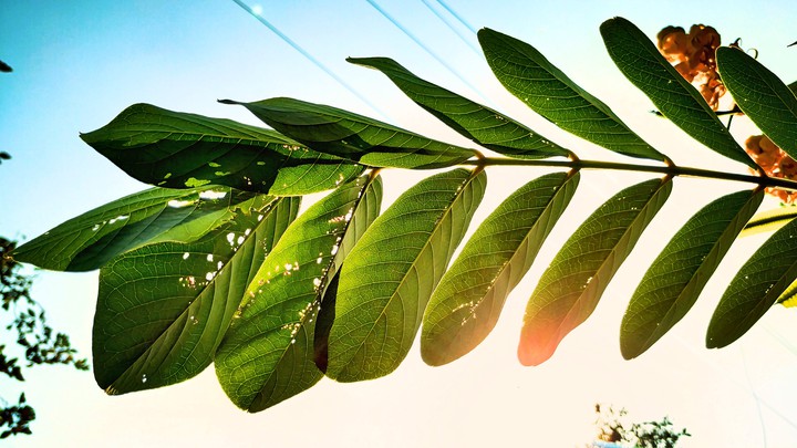 lights and leaf