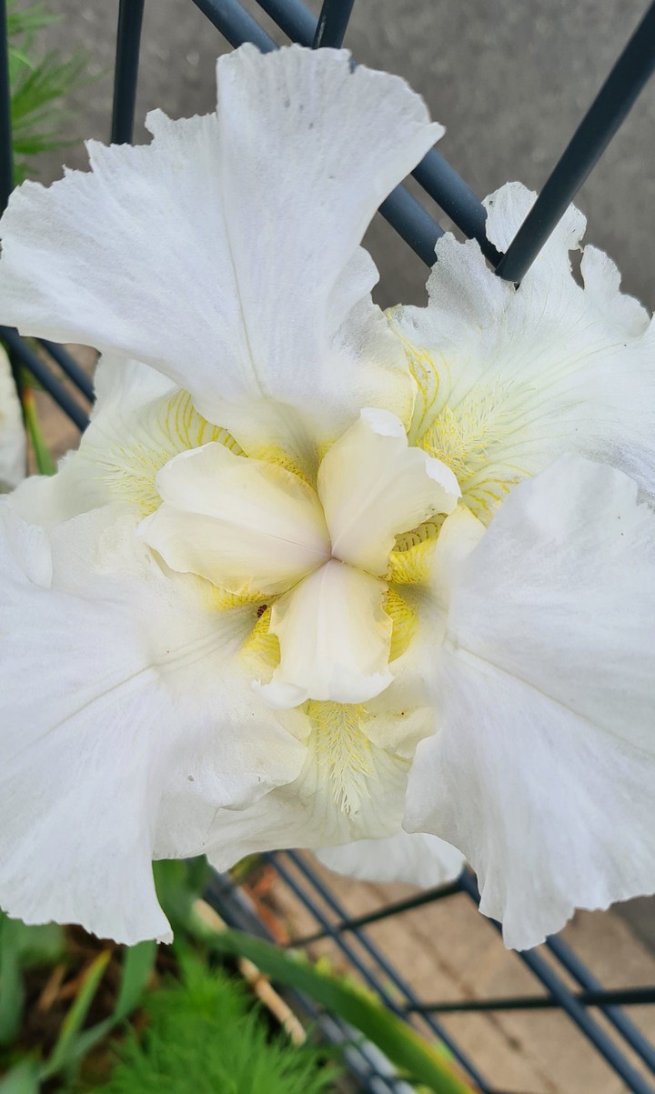 Blume