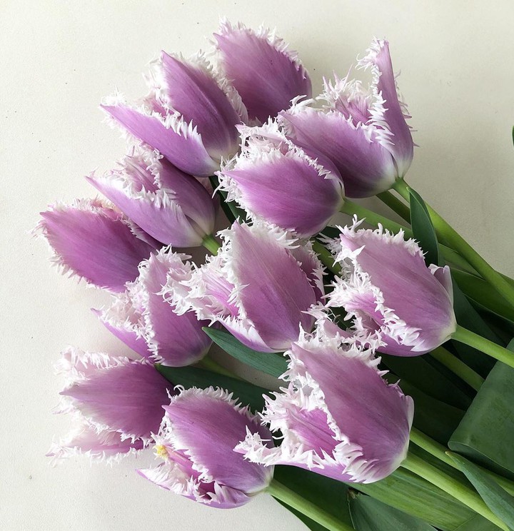 tulip