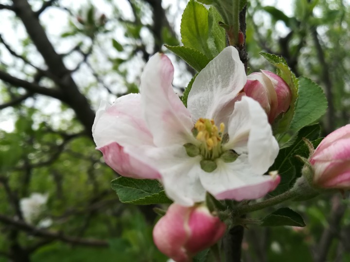 apple