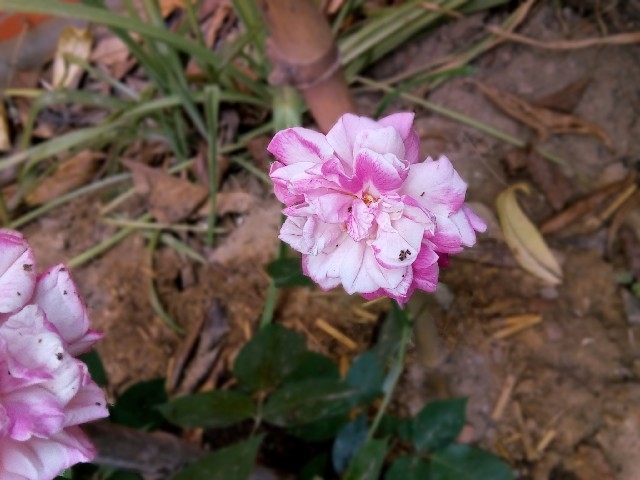 nothng is better than #pure #beauti of #rose