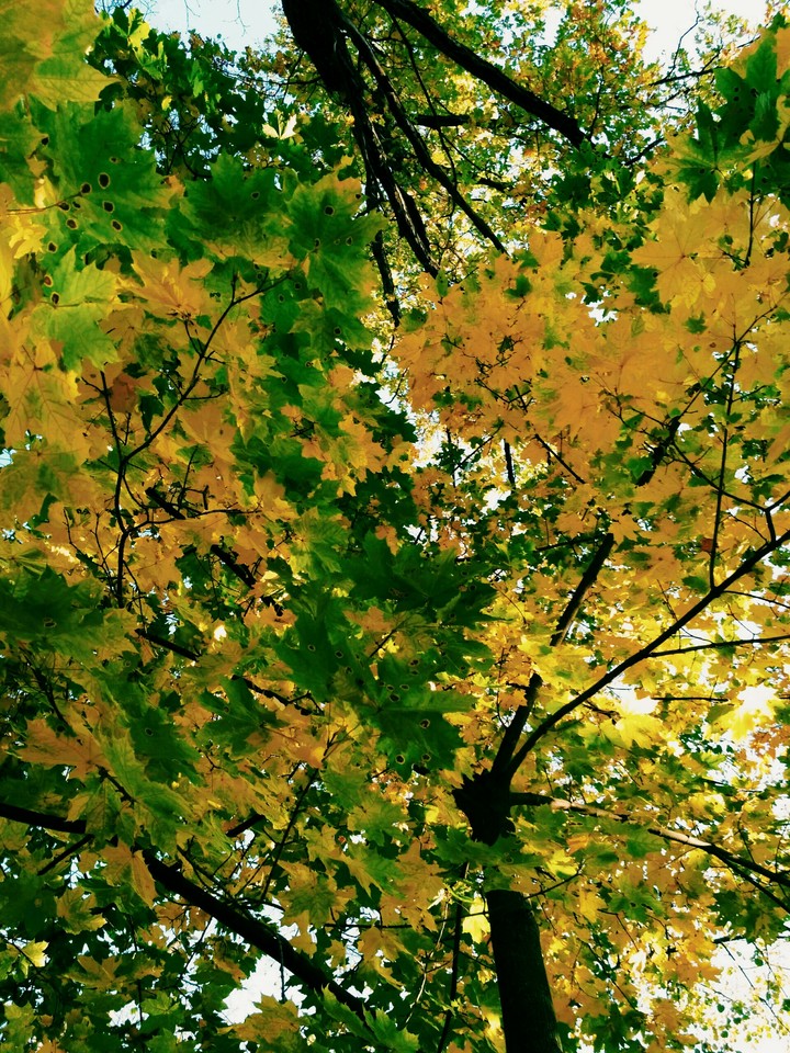 fall
