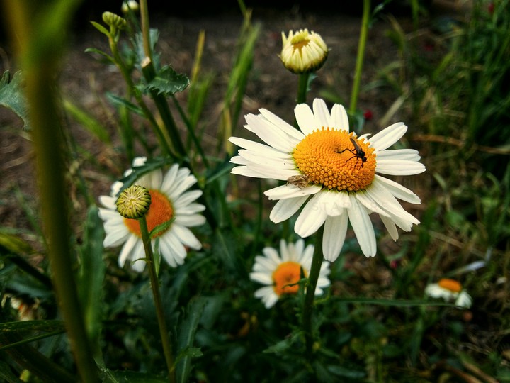 Daisy