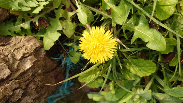 the dandelion