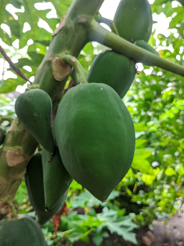 pepaya