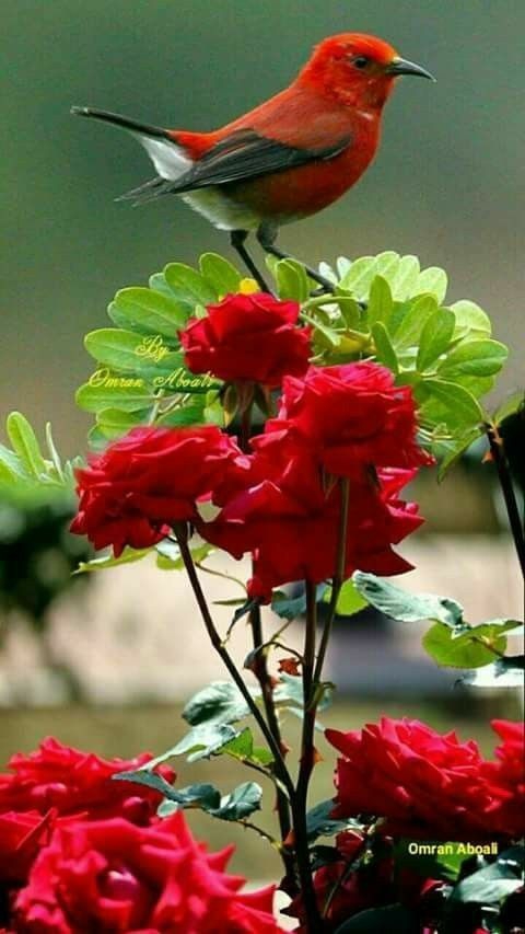 it bird on it red flowers.