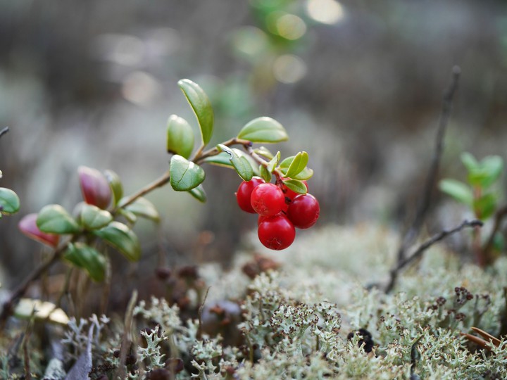cherry
