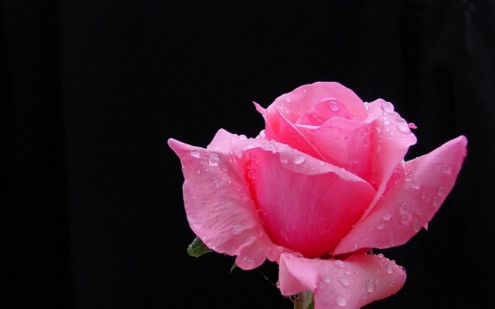 rose