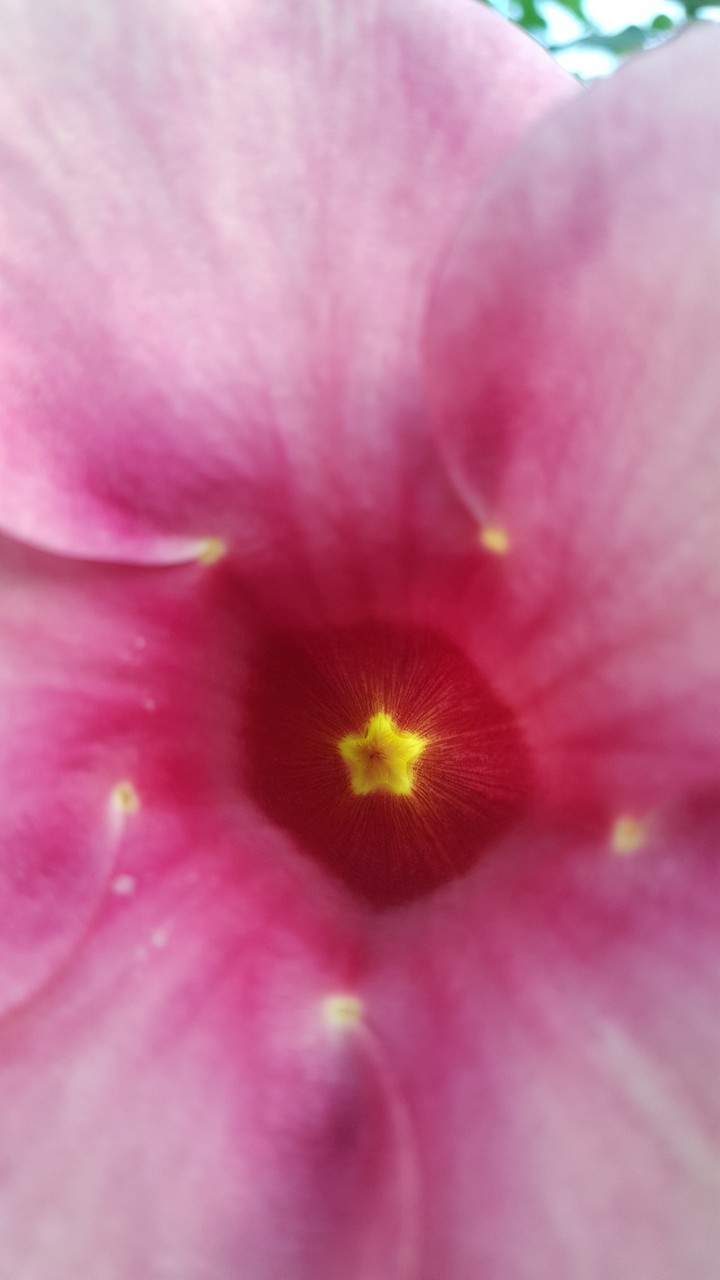 flower world