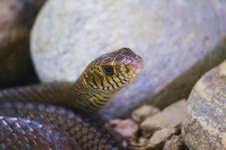 snake # cobra