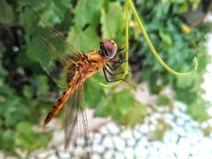 dragonfly