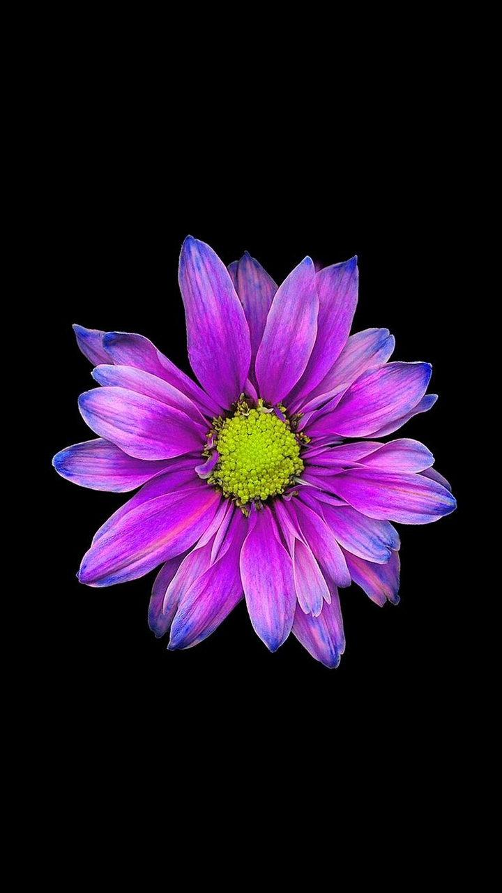 phool