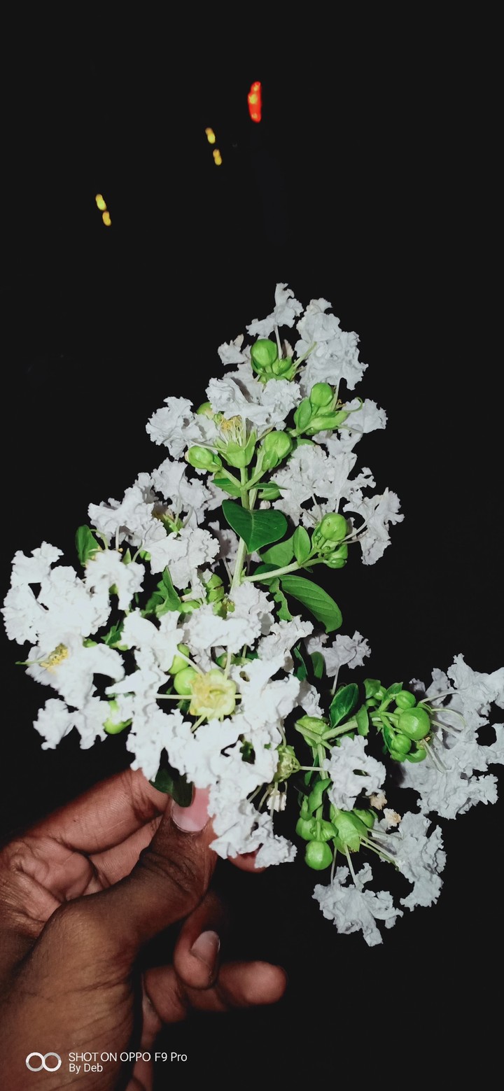 flower