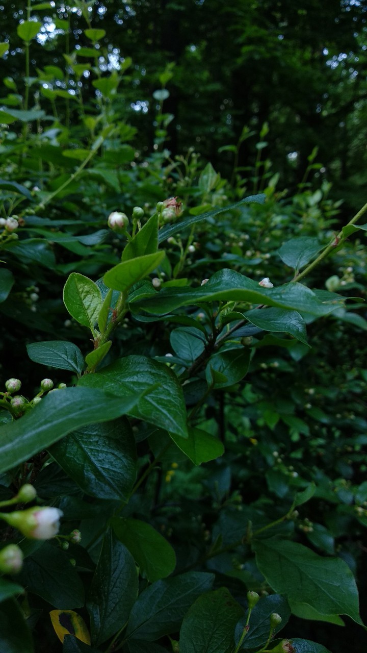 The green