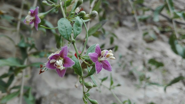 flower