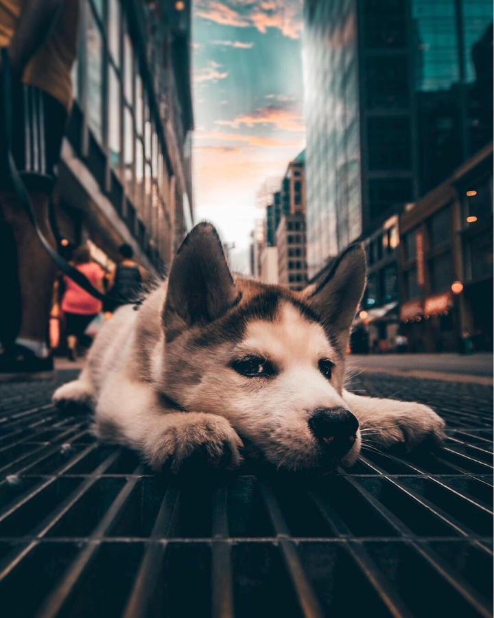 Хаски