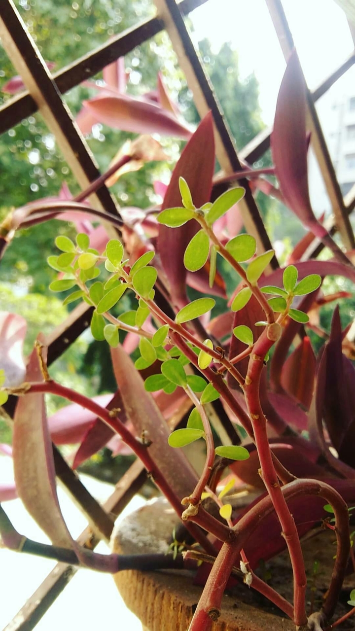 nature