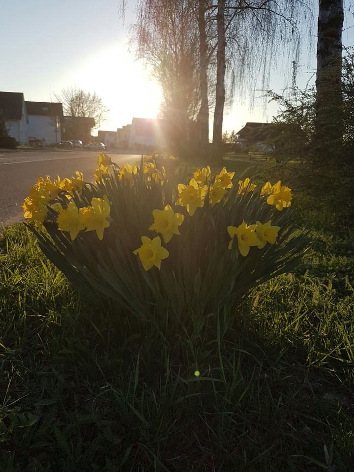 Osterglocken 1